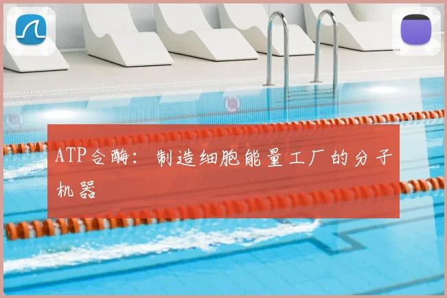 ATP合酶:制造细胞能量工厂的分子机器