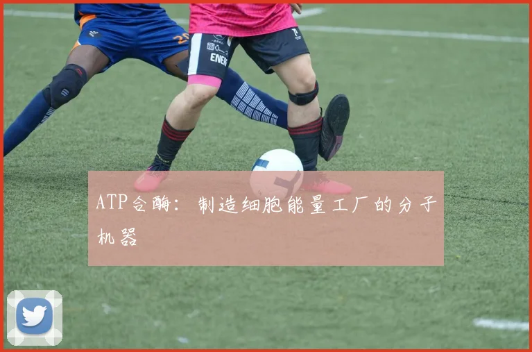 ATP合酶:制造细胞能量工厂的分子机器